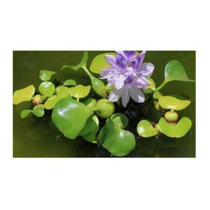 Three (3) Large Premium Water Hyacinth Floating Aquatic Plants